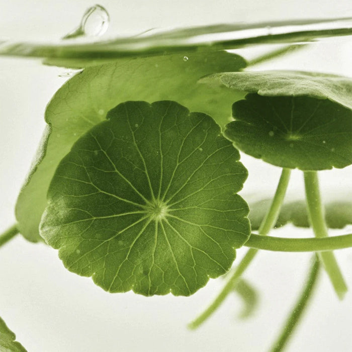 [BEAUTY OF JOSEON] Light On Serum : Centella + Vita C